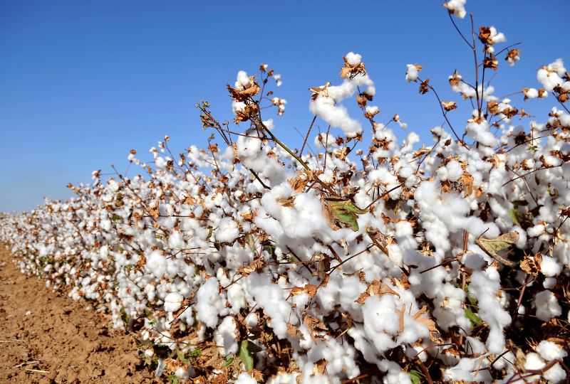India to buy record volume of cotton from farmers